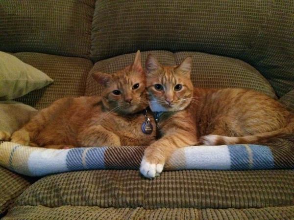 /Images/uploads/Humane Society of Utah/HSUCalendar/entries/1039thumb.jpg